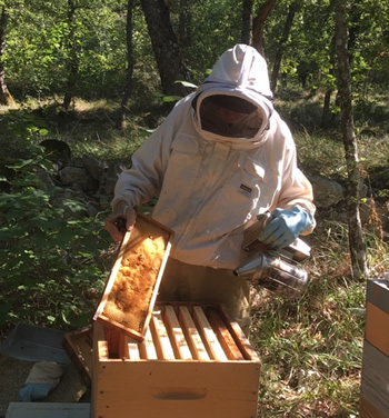 la recolte du miel bio